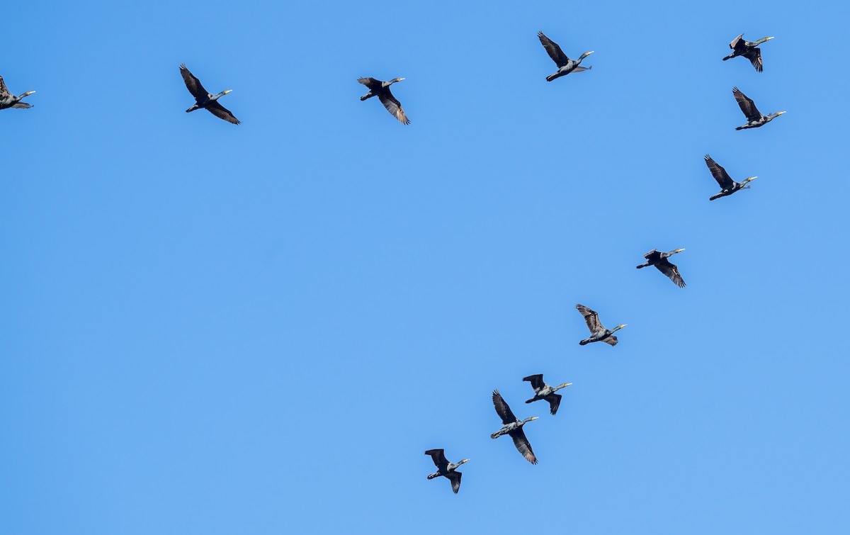 Double-crested Cormorant - Jim Carroll