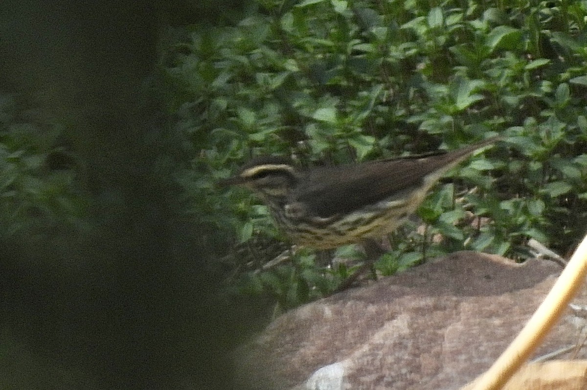 Northern Waterthrush - Jan Johnson