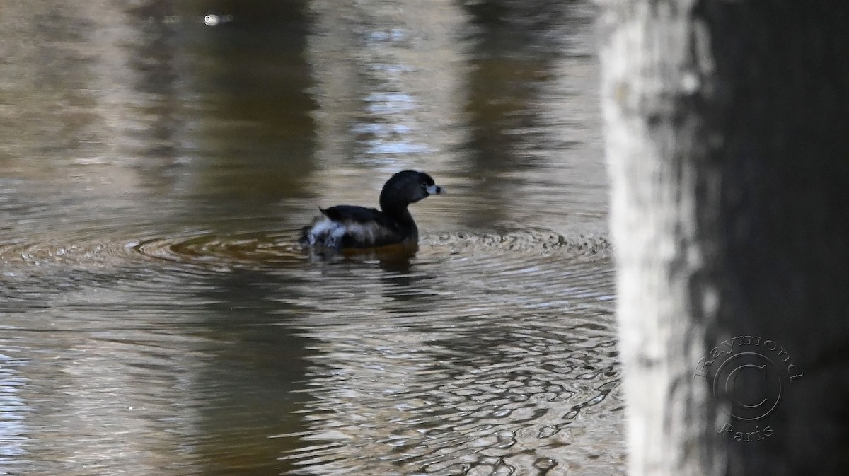 Pied-billed Grebe - Raymond Paris