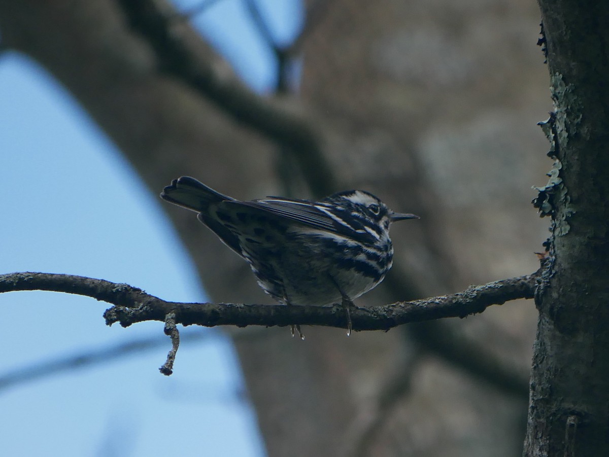 Black-and-white Warbler - Daniel Lewis