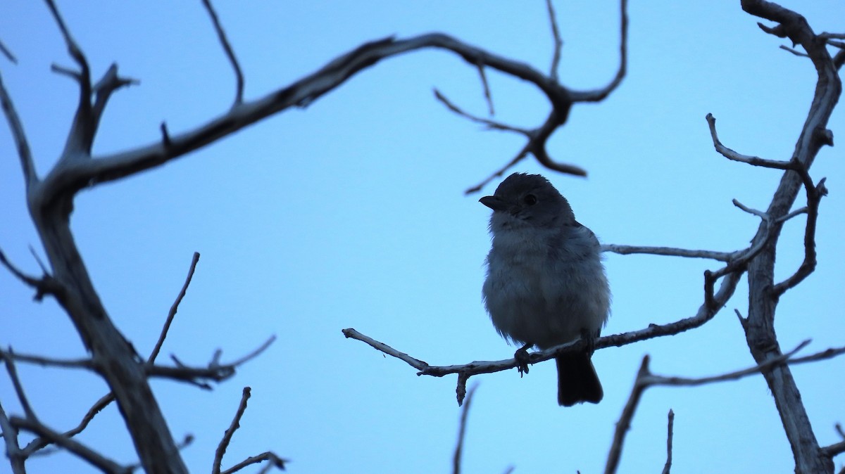 Gray Vireo - Anne (Webster) Leight