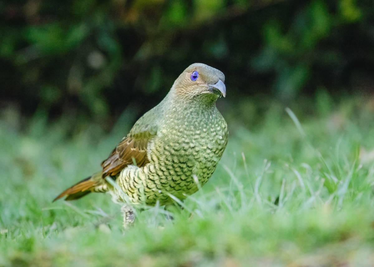 Satin Bowerbird - Jonathan Tickner