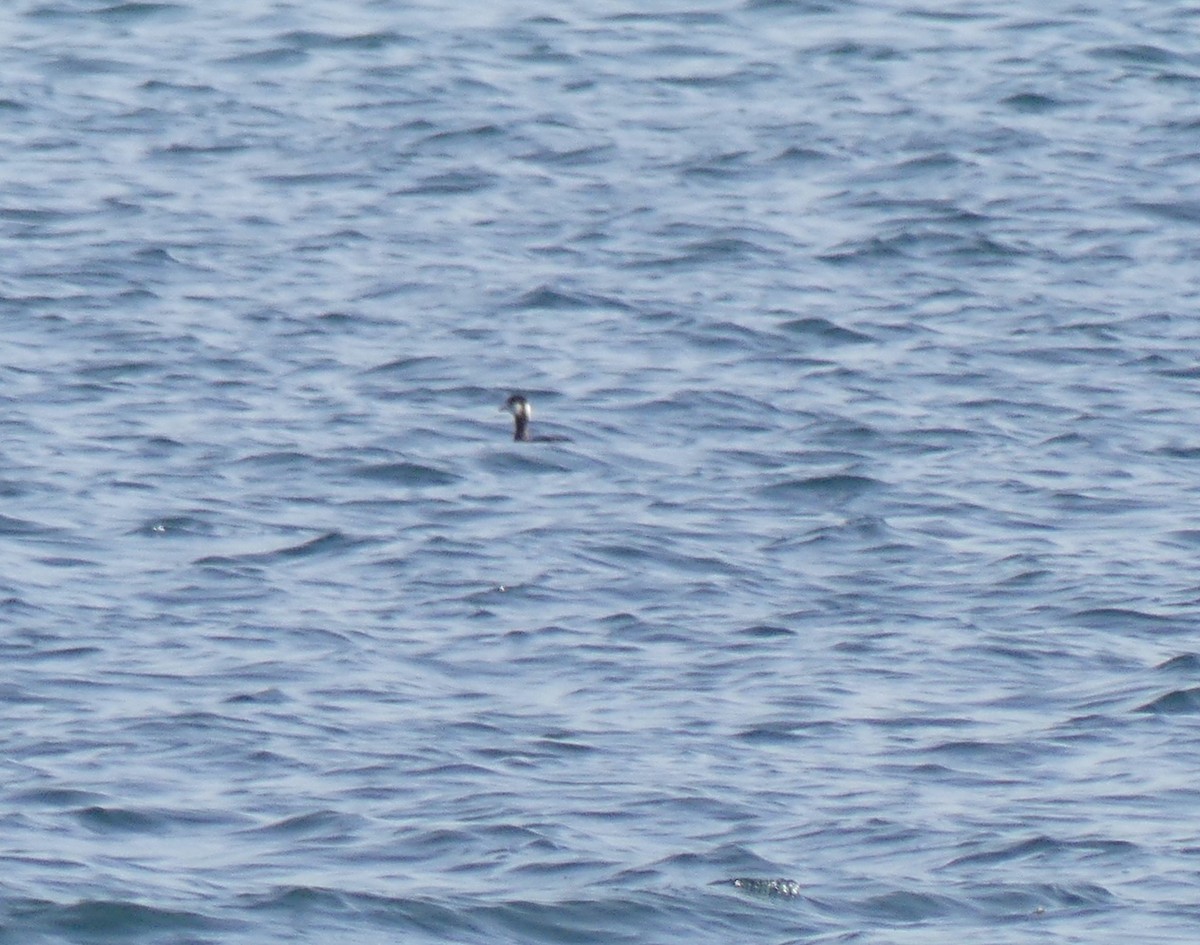 Red-necked Grebe - Leslie Hurteau