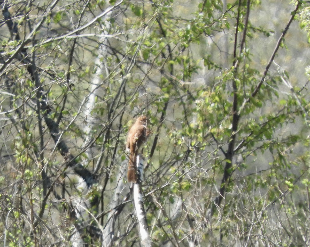 Brown Thrasher - Suzie Bergeron