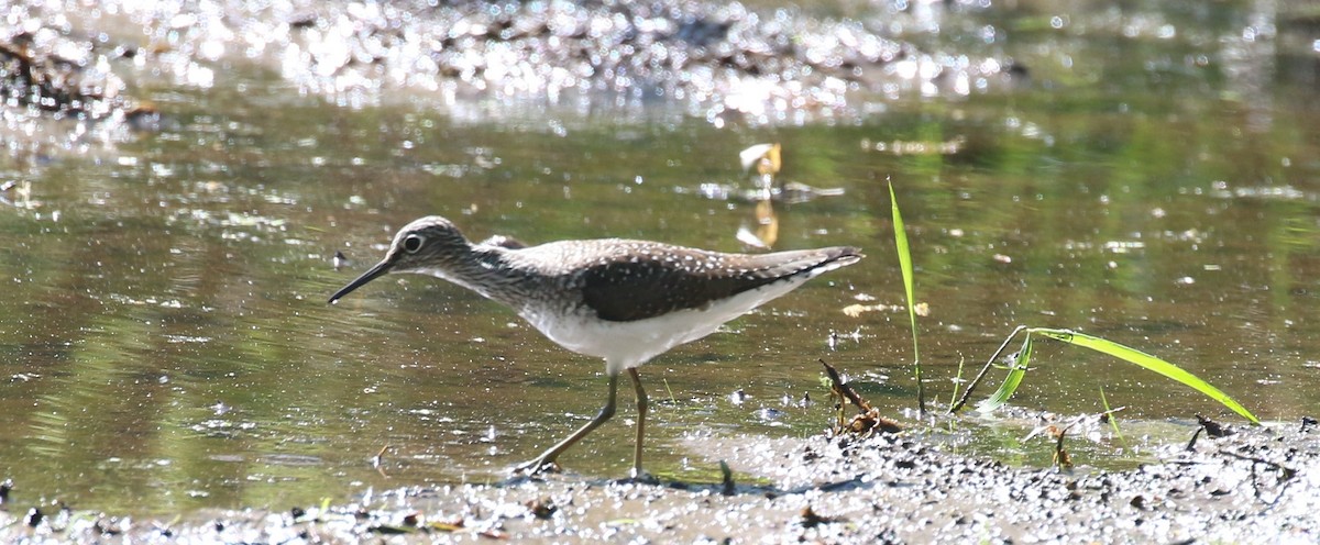 Solitary Sandpiper - ML618850245