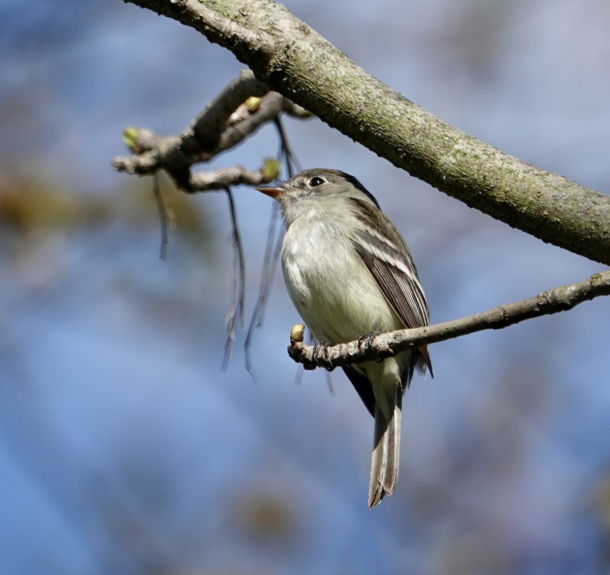 Least Flycatcher - Rebecca Lovejoy