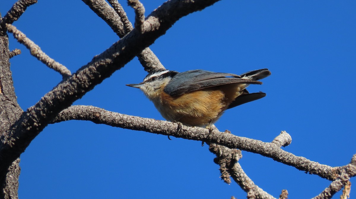 Red-breasted Nuthatch - Anne (Webster) Leight