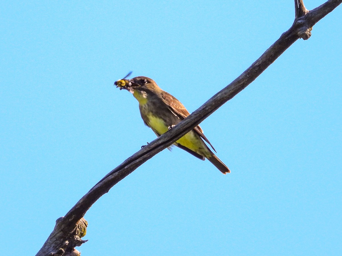 Olive-sided Flycatcher - ML618850295