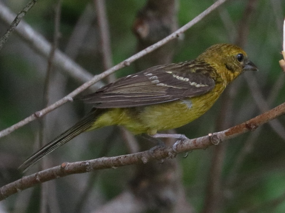 Flame-colored Tanager - Martin Reid