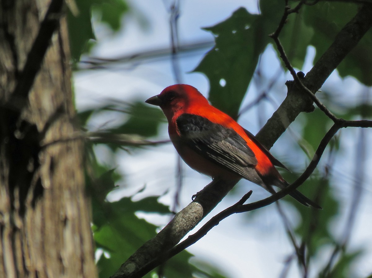 Scarlet Tanager - ML618850312