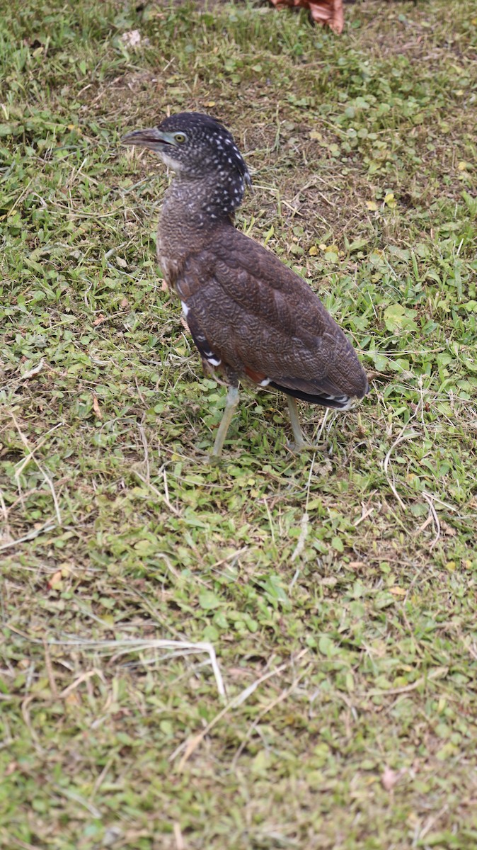 Malayan Night Heron - Chengheng Hu