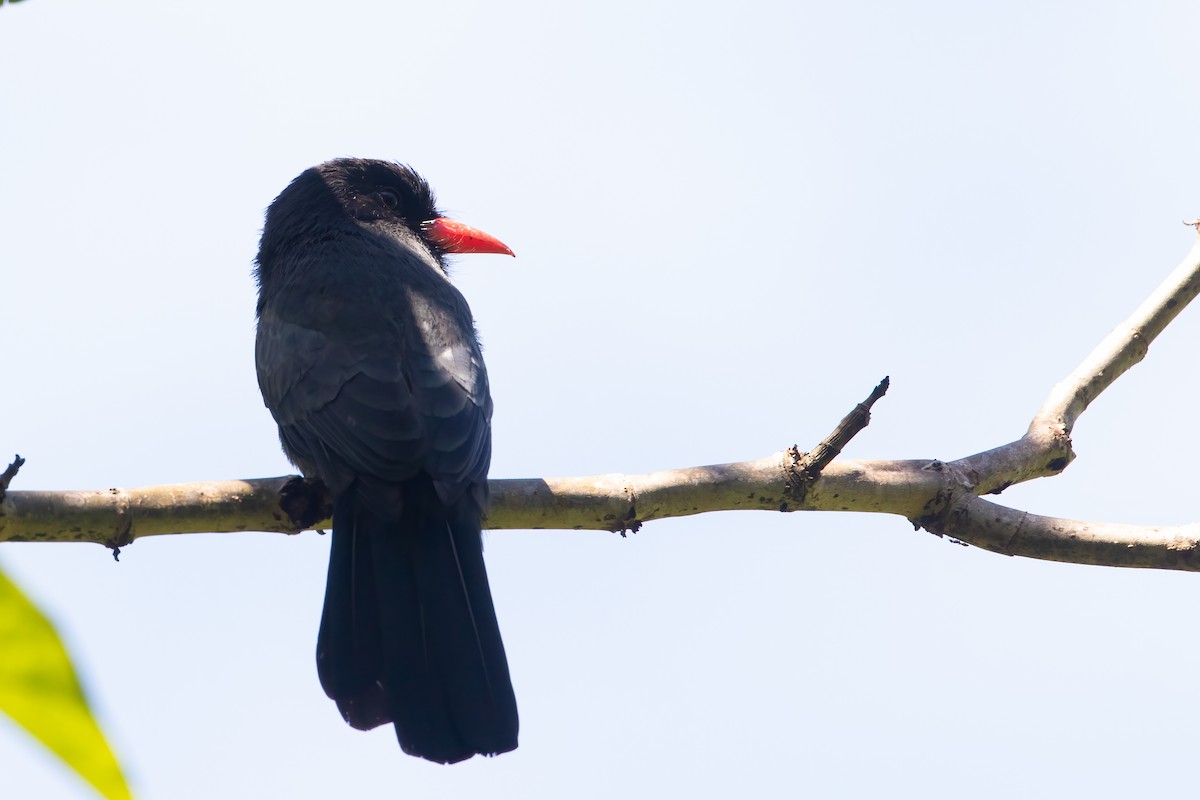 Black-fronted Nunbird - Jhonathan Miranda - Wandering Venezuela Birding Expeditions