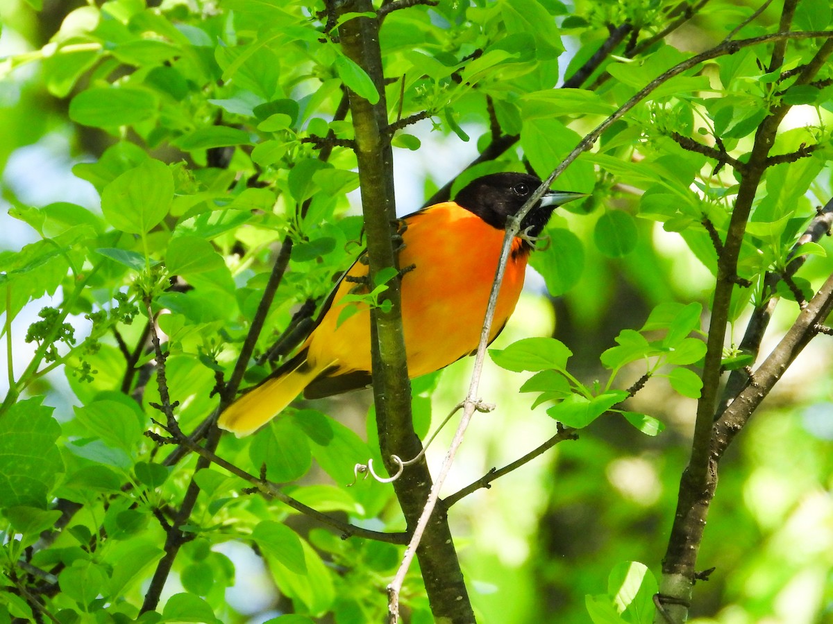 Baltimore Oriole - Haley Gottardo