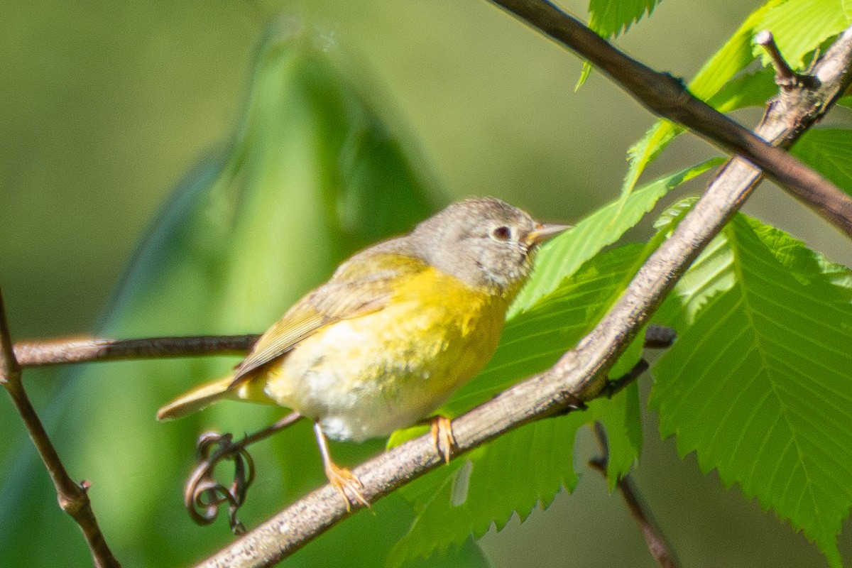 Nashville Warbler - ML618850337