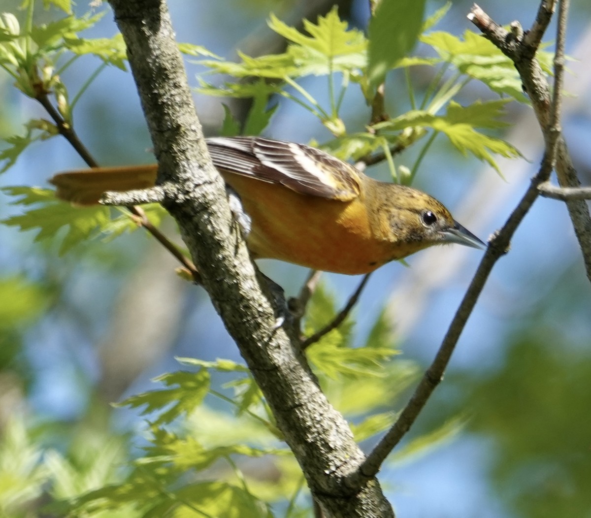 Baltimore Oriole - Rebecca Lovejoy