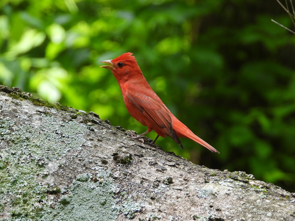 Summer Tanager - Rhonda Weiss