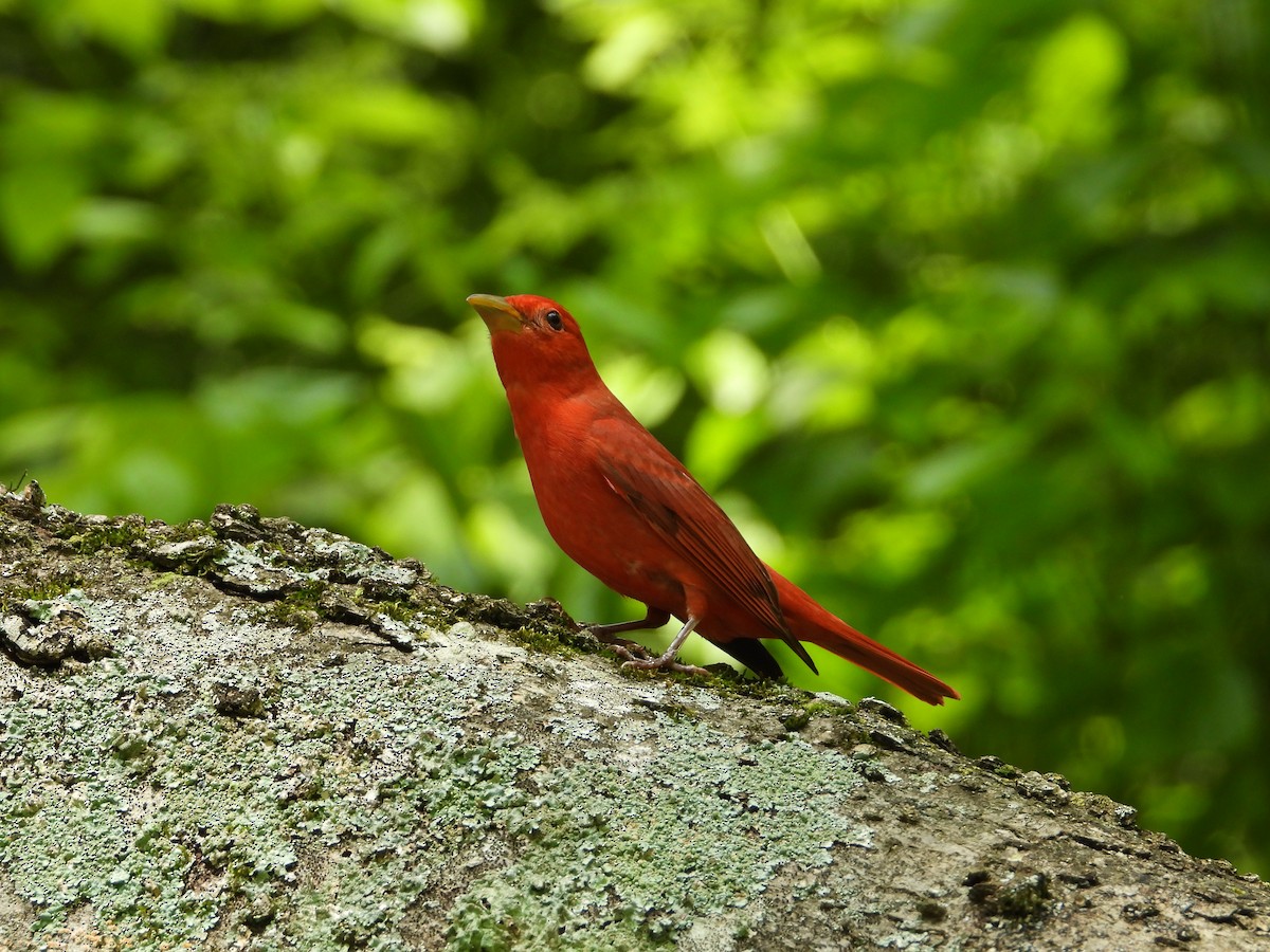 Summer Tanager - Rhonda Weiss