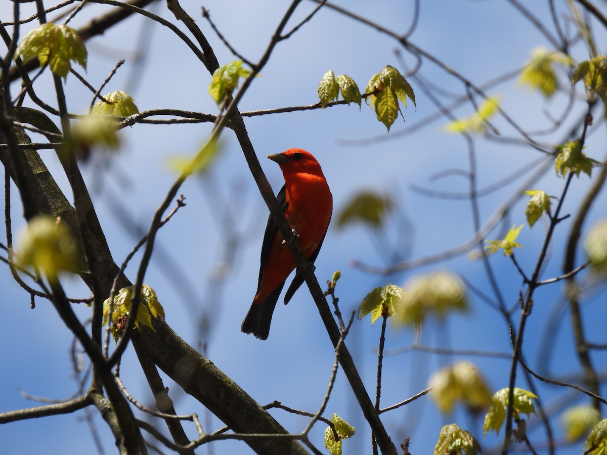 Scarlet Tanager - Dany Caouette