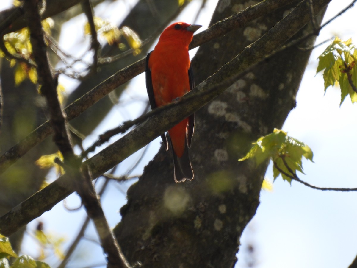 Scarlet Tanager - Dany Caouette