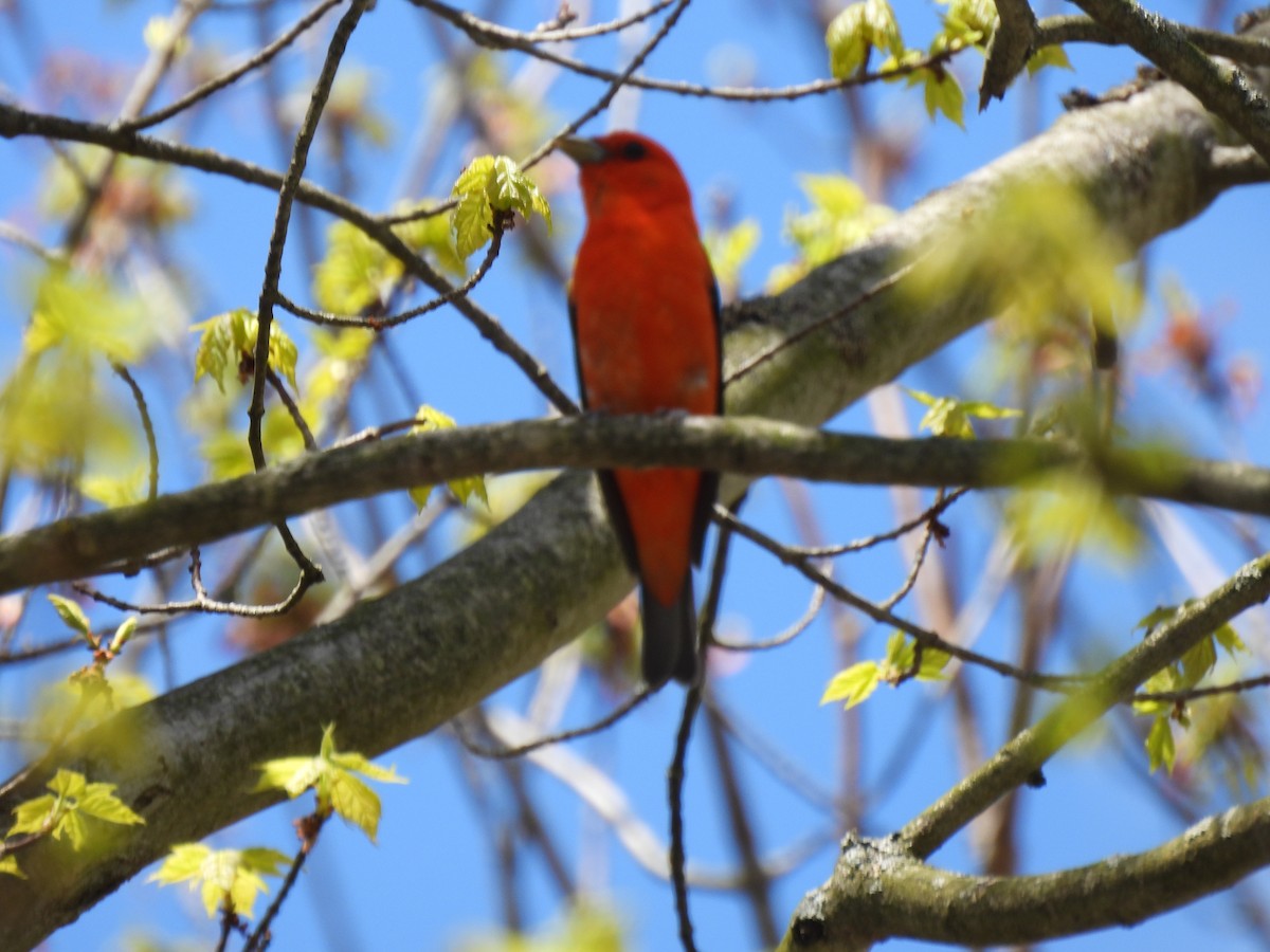 Scarlet Tanager - Dany Caouette