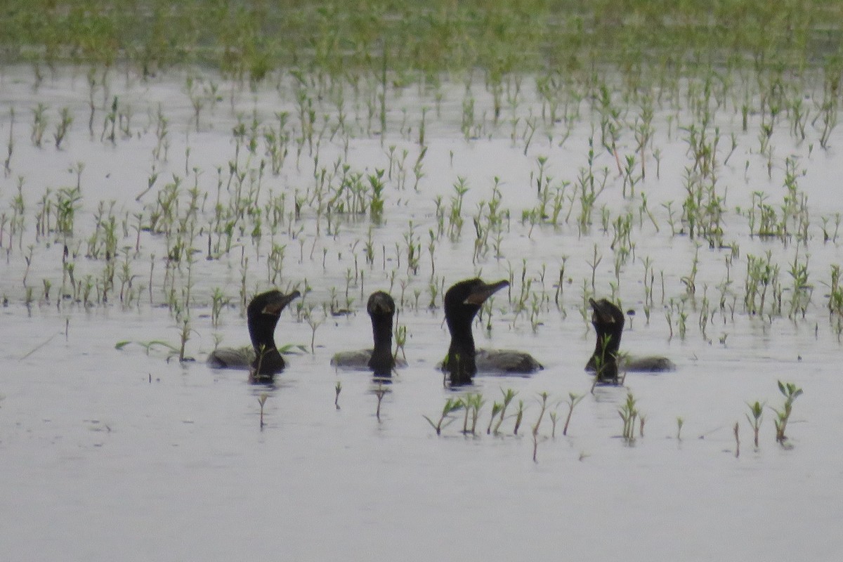 Neotropic Cormorant - Patricio Cowper Coles