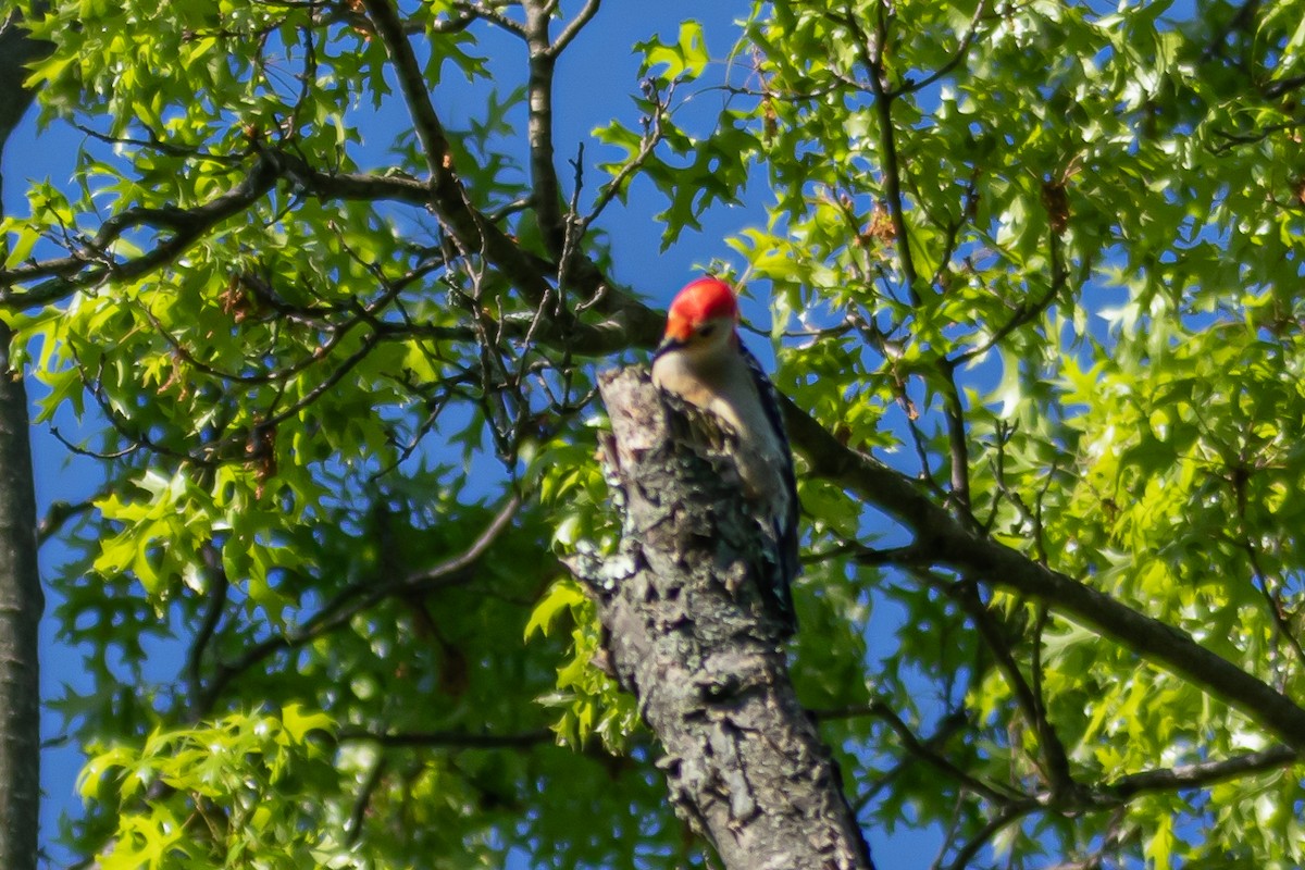 Red-bellied Woodpecker - ML618850381