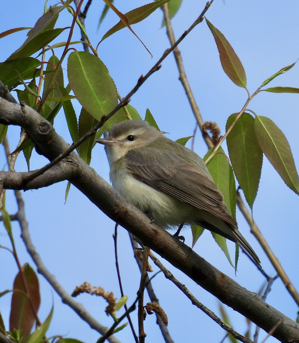 Warbling Vireo - Tracy Wiczer