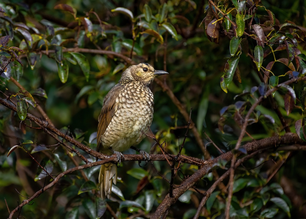 Regent Bowerbird - Jonathan Tickner