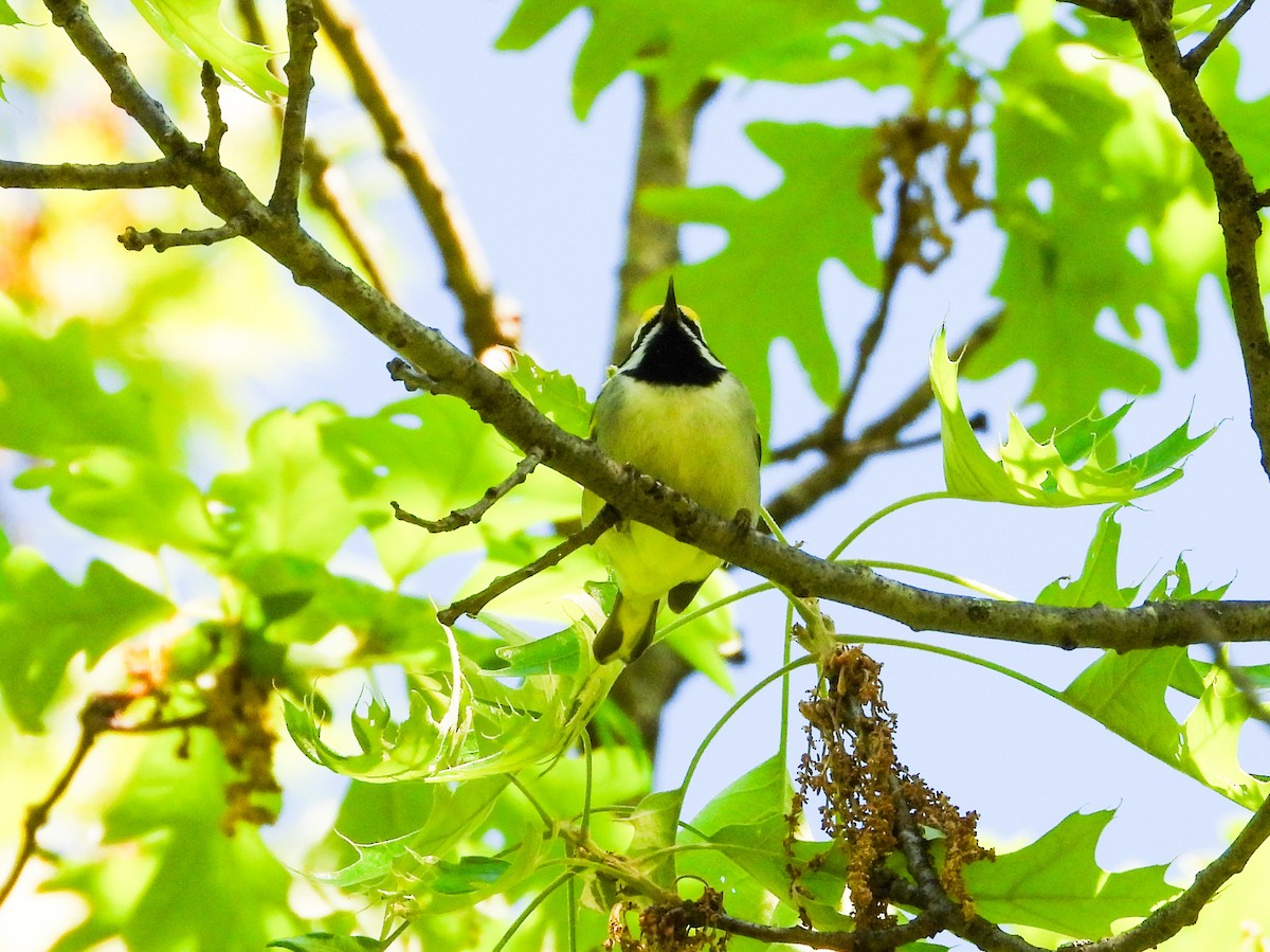 Golden-winged Warbler - Haley Gottardo