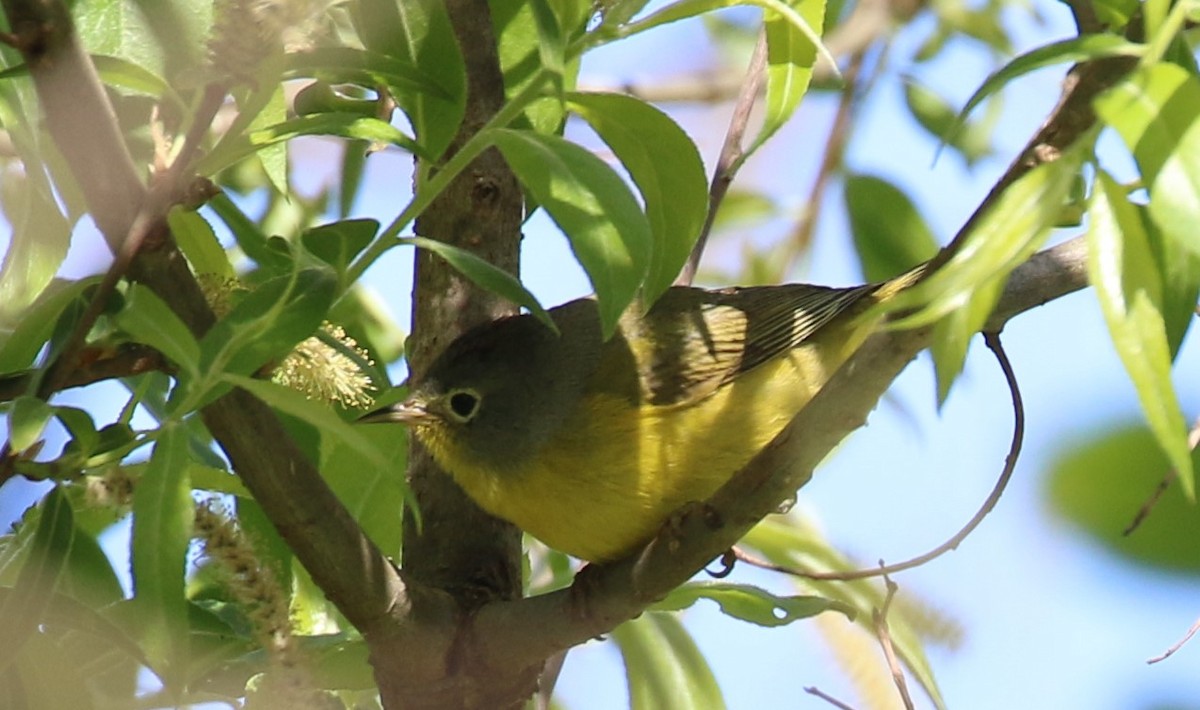 Nashville Warbler - ML618850397