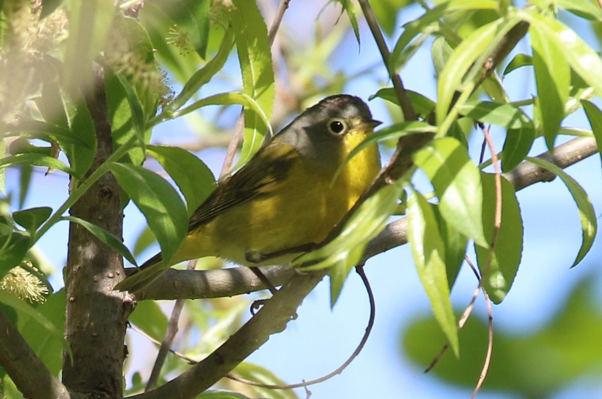 Nashville Warbler - ML618850398