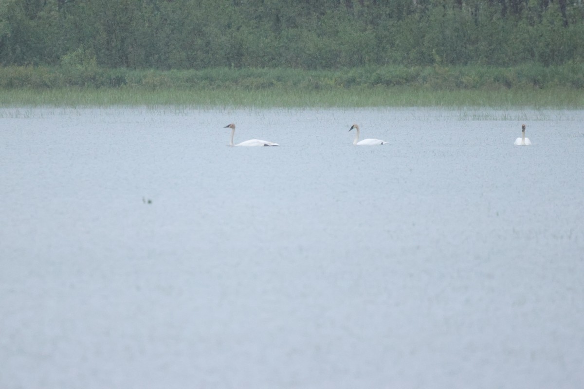 Trumpeter Swan - Sabrina Jacob