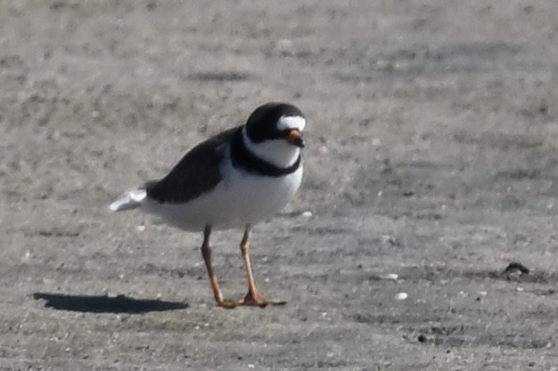 Semipalmated Plover - Deborah Penrose