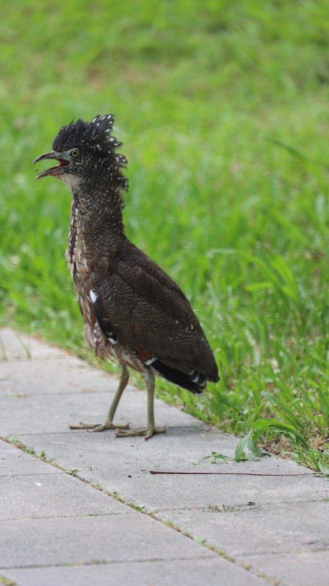 Malayan Night Heron - Chengheng Hu