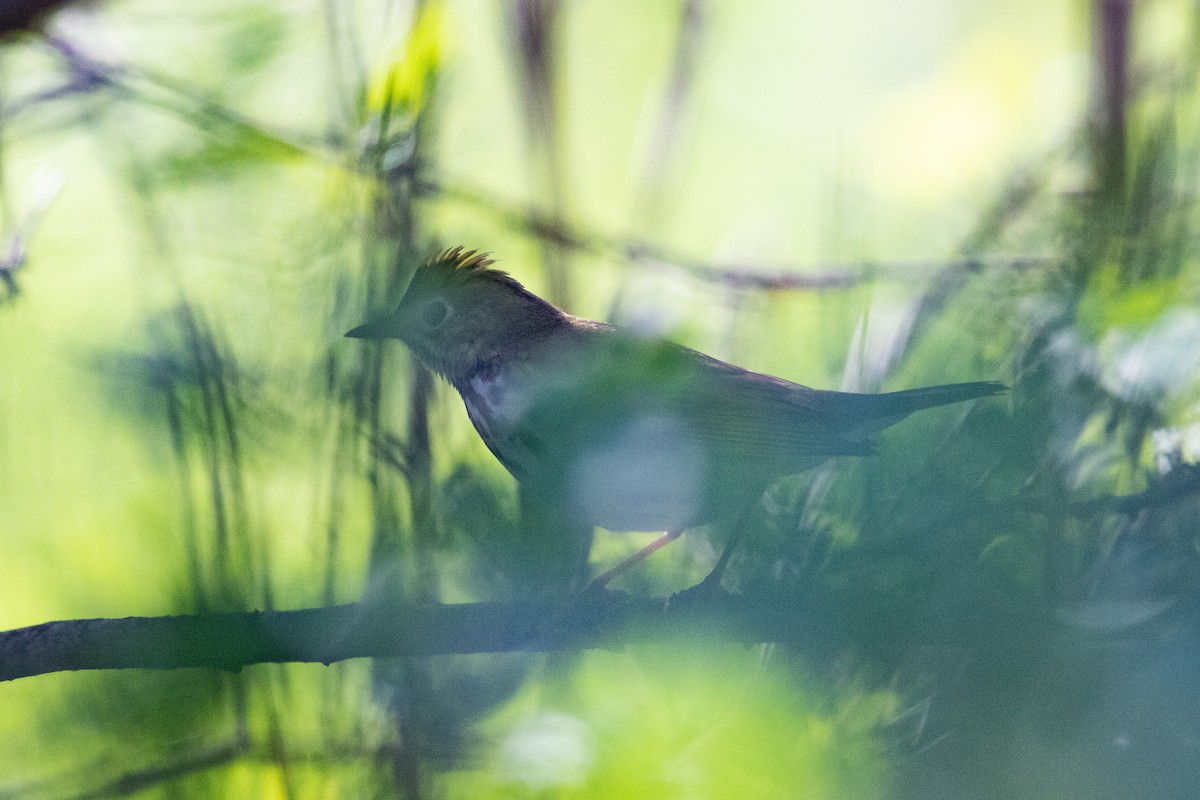 Ovenbird - Cameron Johnson