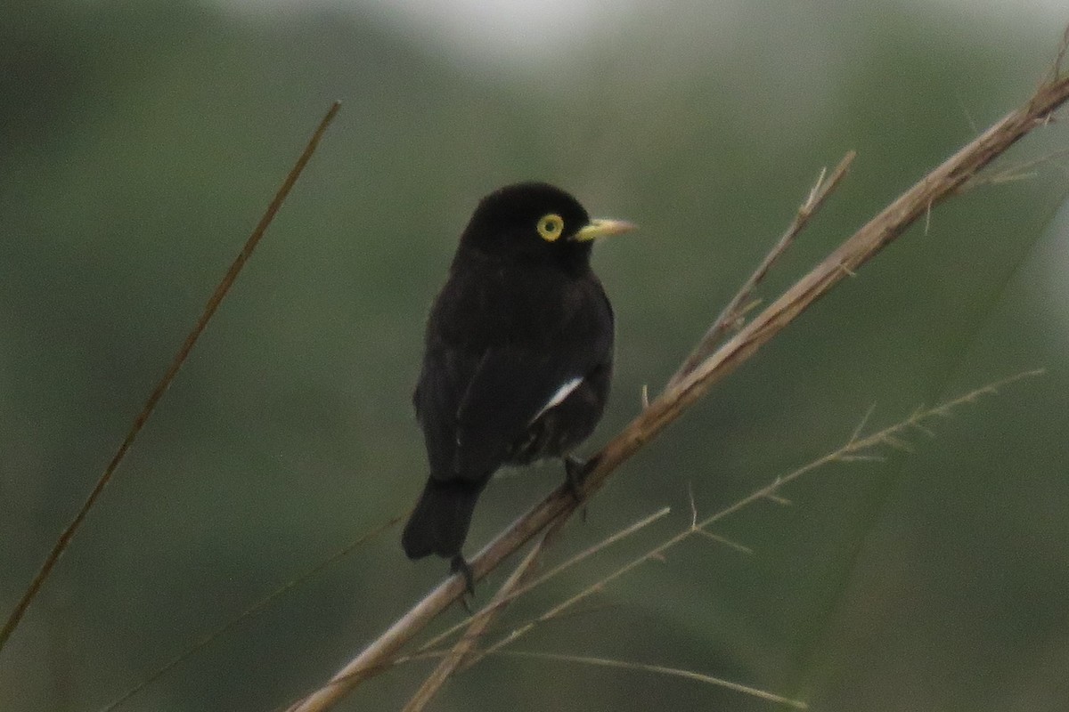 Spectacled Tyrant - ML618850417