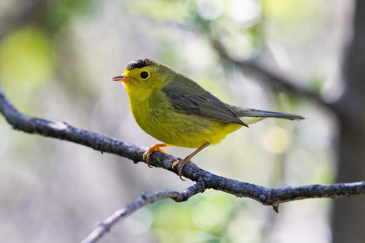 Wilson's Warbler - Cameron Johnson