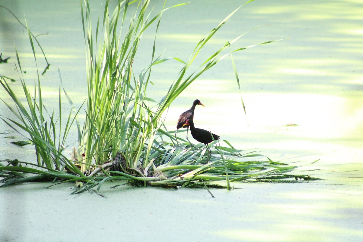 Wattled Jacana - ML618850430