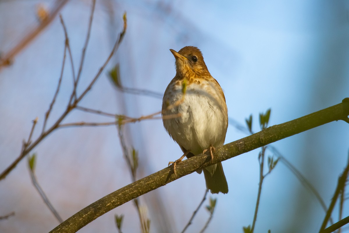 Veery - Cameron Johnson