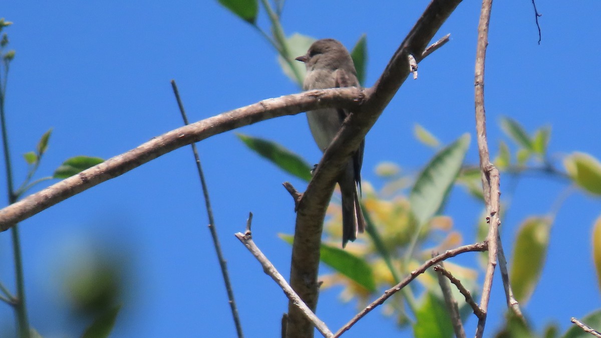 Western Wood-Pewee - Brian Nothhelfer