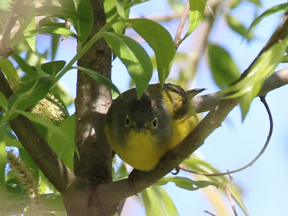 Nashville Warbler - ML618850448