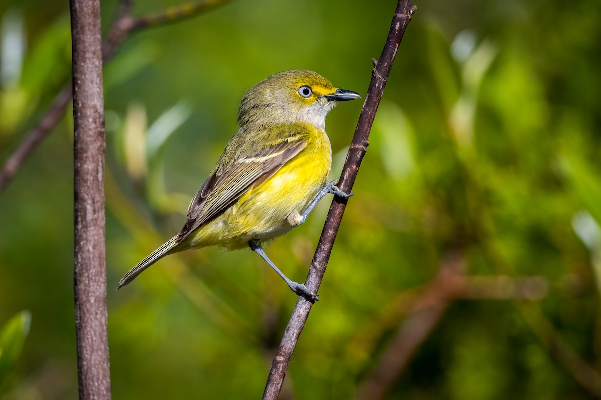 White-eyed Vireo - Chris Thomas