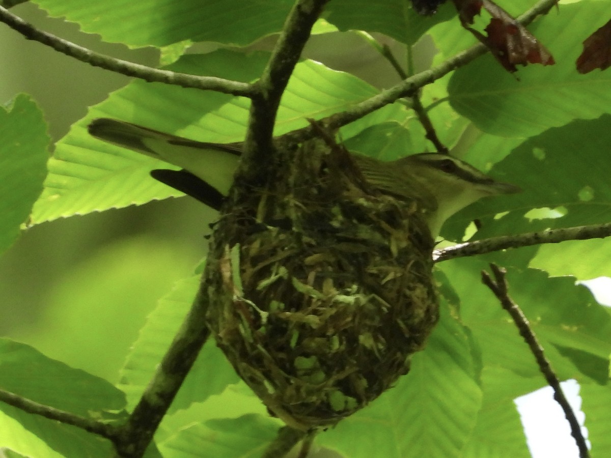 Red-eyed Vireo - Rhonda Weiss