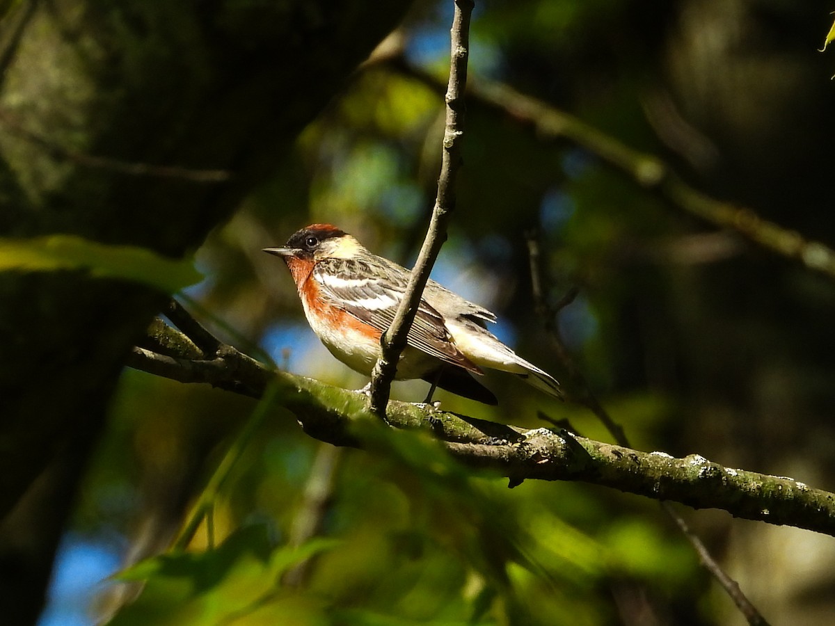 Bay-breasted Warbler - Haley Gottardo