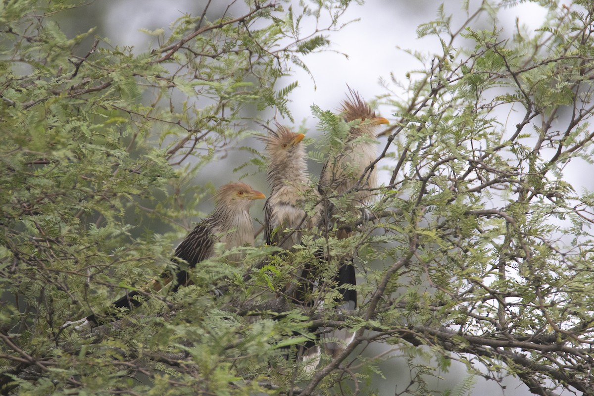 Guira Cuckoo - ML618850469