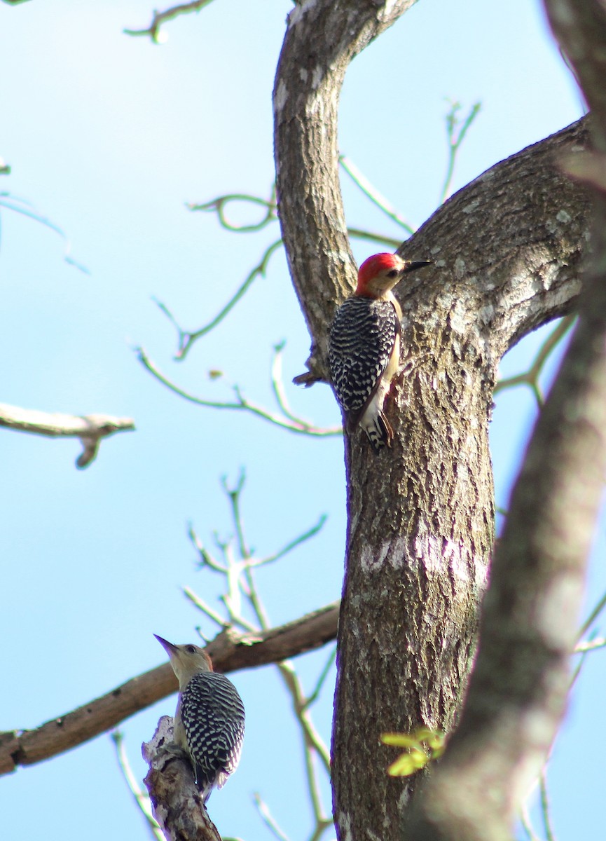 Red-crowned Woodpecker - ML618850472