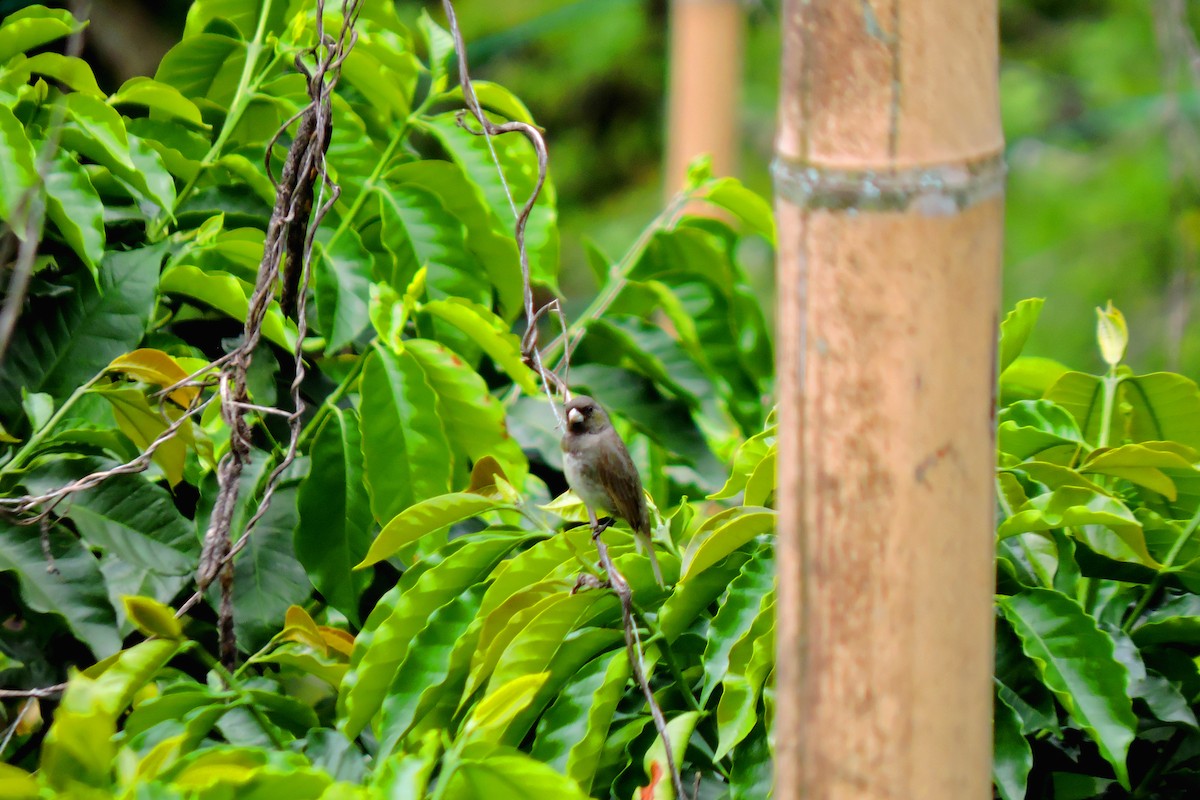 Yellow-bellied Seedeater - ubaque club