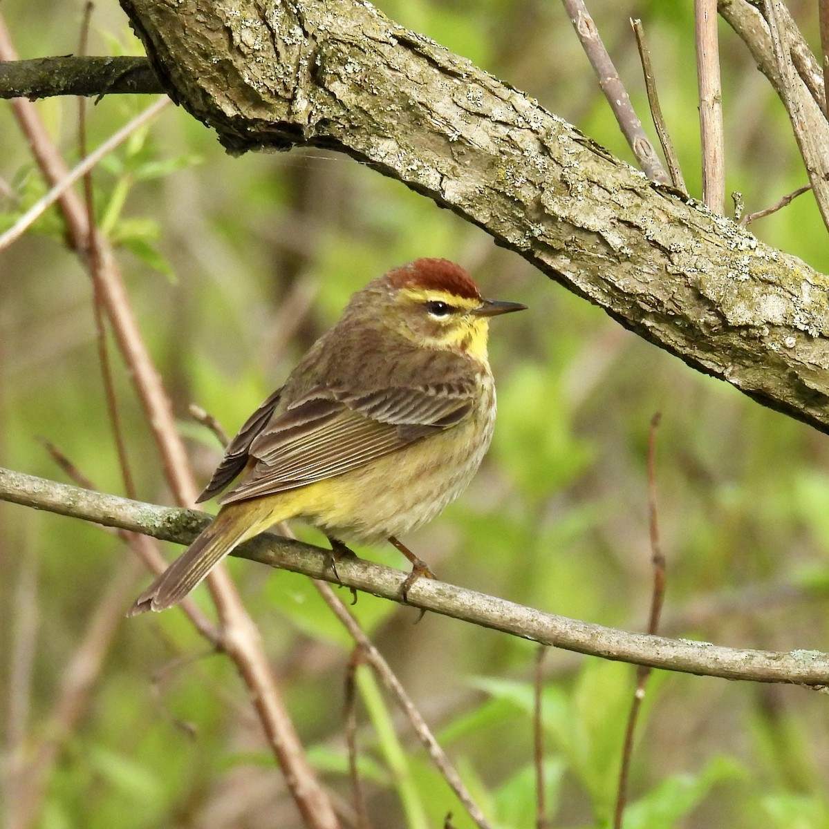 Palm Warbler - Tracy Wiczer