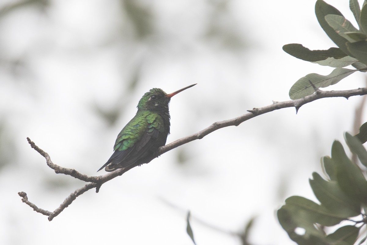 Glittering-bellied Emerald - ML618850486