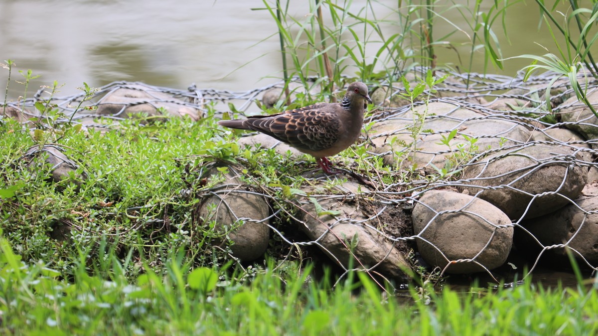 Oriental Turtle-Dove - Chengheng Hu